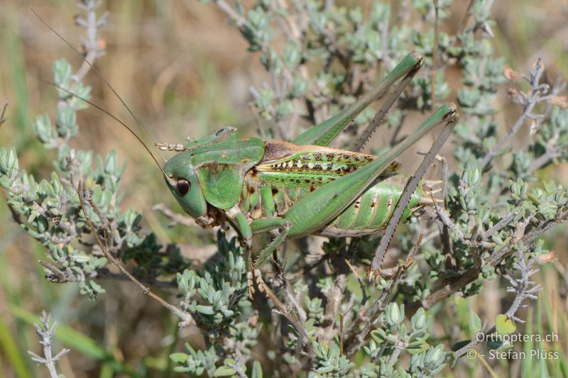 Decticus verrucivorus monspelliensis ♂ - FR, Plateau d'Aumelas, 11.07.2014