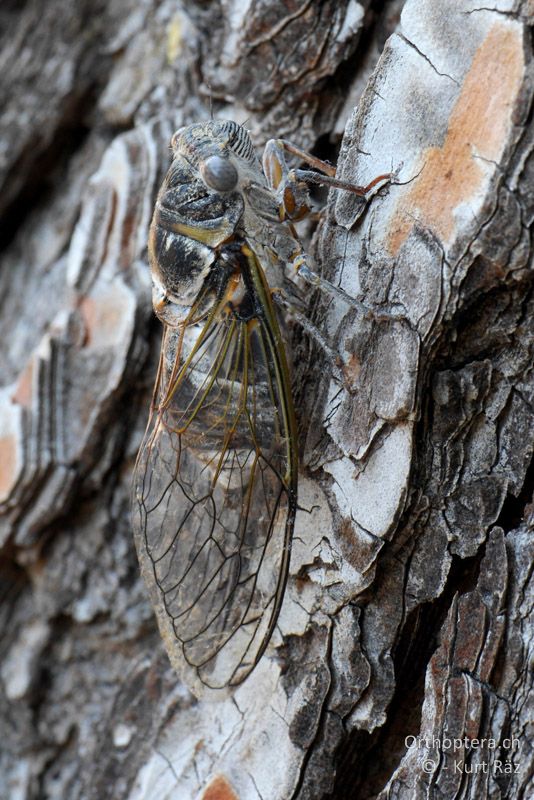 Zikade Lyristes plebejus - FR, Col des Portes, 06.07.2014