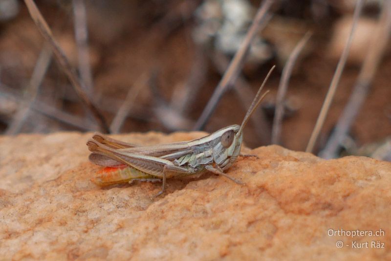 Grashüpfer Euchorthippus chopardi ♂ - FR, Crau, 08.07.2014