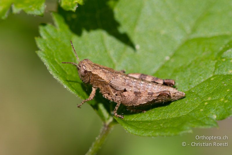 Pezotettix giornae ♀ - CH, TI, Castel-San-Pietro, 02.09.2013