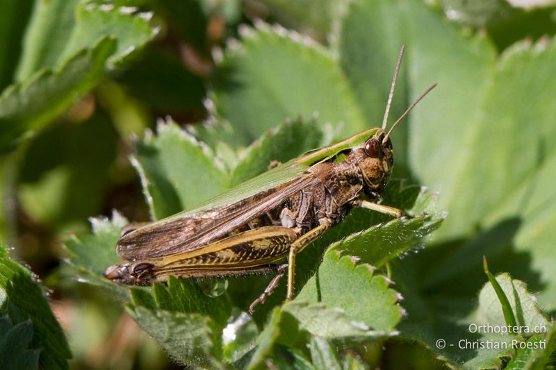 Omocestus viridulus ♀ - CH, BE, Stechelberg, 15.08.2013