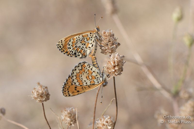 Melitaea trivia - GR, Zentralmakedonien, Vyroneia, 08.07.2017