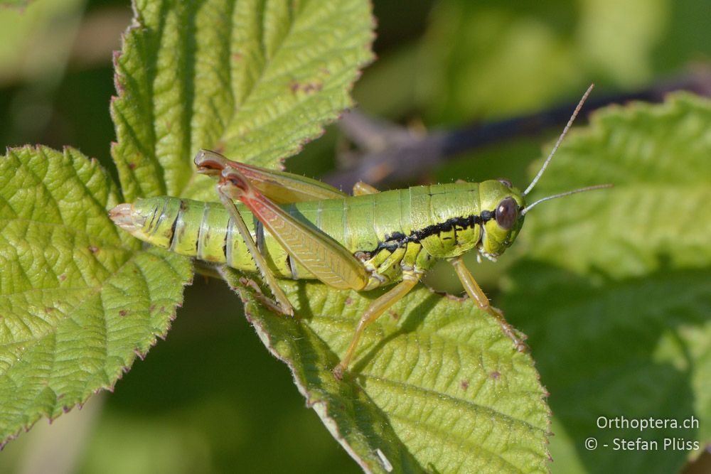 Micropodisma salamandra ♀ - HR, Istrien, Cerovlje, 22.07.2015