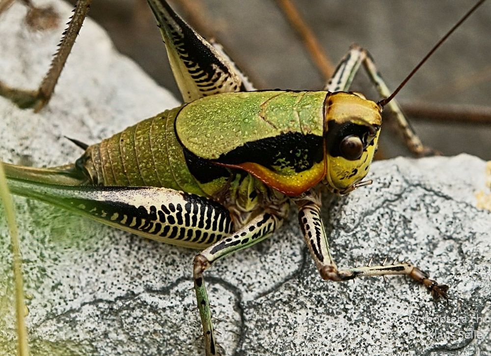 Eupholidoptera schmidti ♀ - HR, Istrien, Bokordići, 19.06.2016