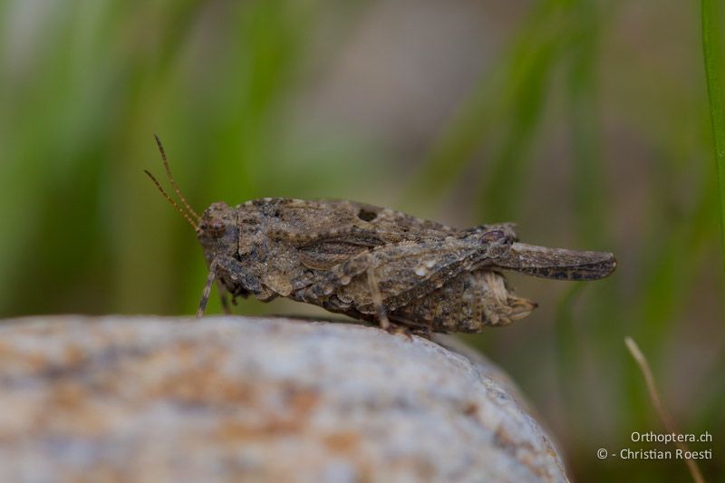 Weibchen der Eingedrückten Dornschrecke (Uvarovitettix depressus). An der Arda bei Stojanovo (Ardino), 22.04.2012