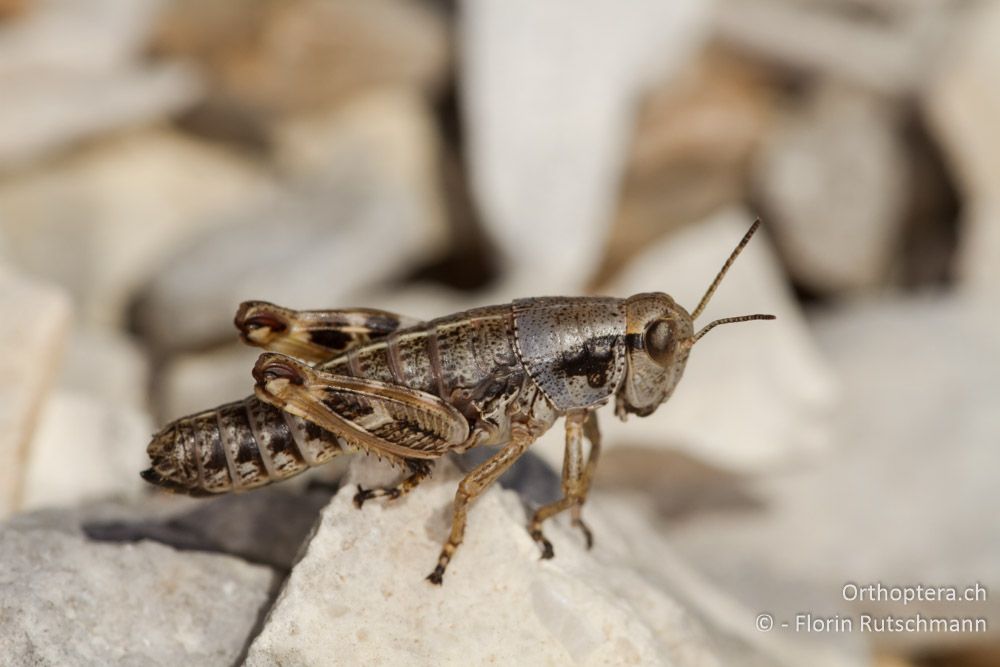 Larve von Peripodisma tymphii - Mt. Soulion, 09.07.2012