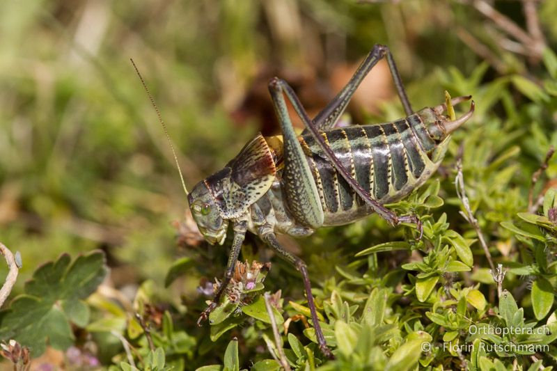 Dunkle Morphe eines ♂ von Polysarcus denticauda - GR, Westmakedonien, Mt. Varnous, 20.07.2012