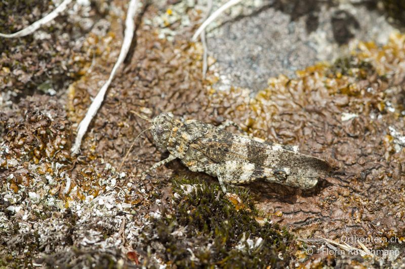 Oedipoda germanica ♀ - CH, VS, Jeizinen, 10.08.2013