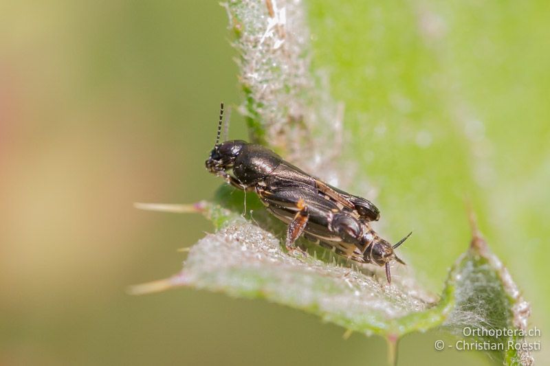 Xya pfaendleri ♀ sonnt sich seltenerweise auf einem Blatt - GR, Zentralmakedonien, Volvi-see, 05.07.2013