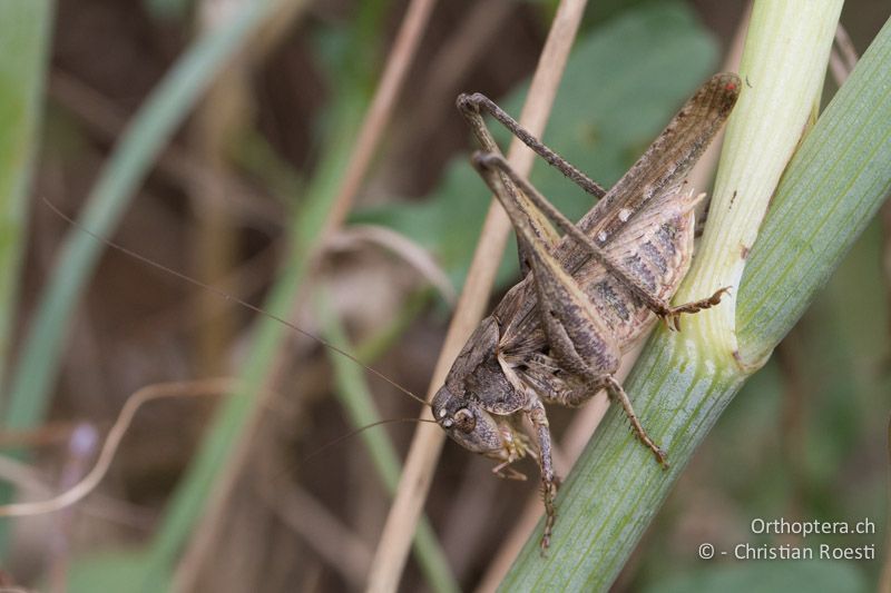 Platycleis falx laticauda ♂ in extrem situ - FR, Saint-Gilles, 10.07.2014