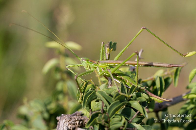 Winged Predatory Katydid, Clonia cf. wahlbergi - SA, Limpopo, Nylsvlei Nature Reserve, 31.12.2014