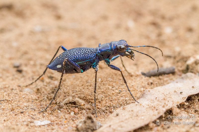 Sandlaufkäfer - SA, Limpopo, Krüger Park, Punda Maria, 04.01.2015