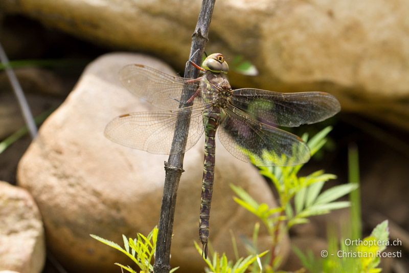 Pinheyschna subpupillata, Stream Hawker ♀ - SA, Mpumalanga, Dullstroom, Field & Stream Lodge, 13.01.2015