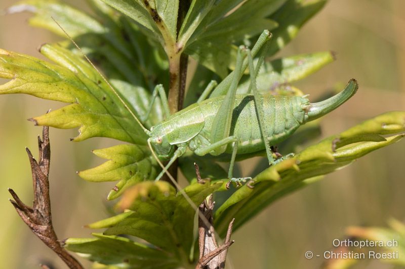 Poecilimon ampliatus ♀ - HR, Istrien, Brest, 25.07.2015