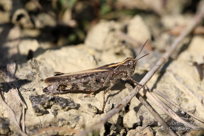 Epacromius coerulipes ♀ - AT, Burgenland, Oggau am Neusiedlersee, 15.09.2016