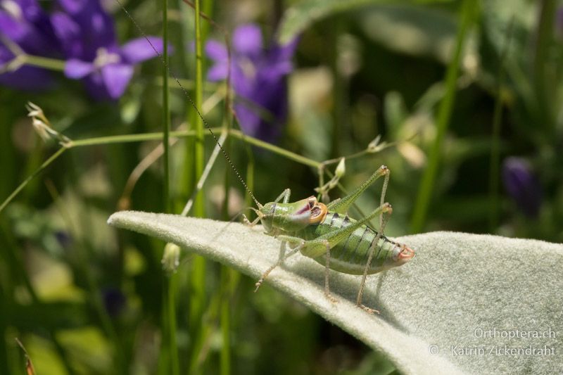 Poecilimon orbelicus ♂ - GR, Zentralmakedonien, Mt. Vrondous, Skistation, 09.07.2017