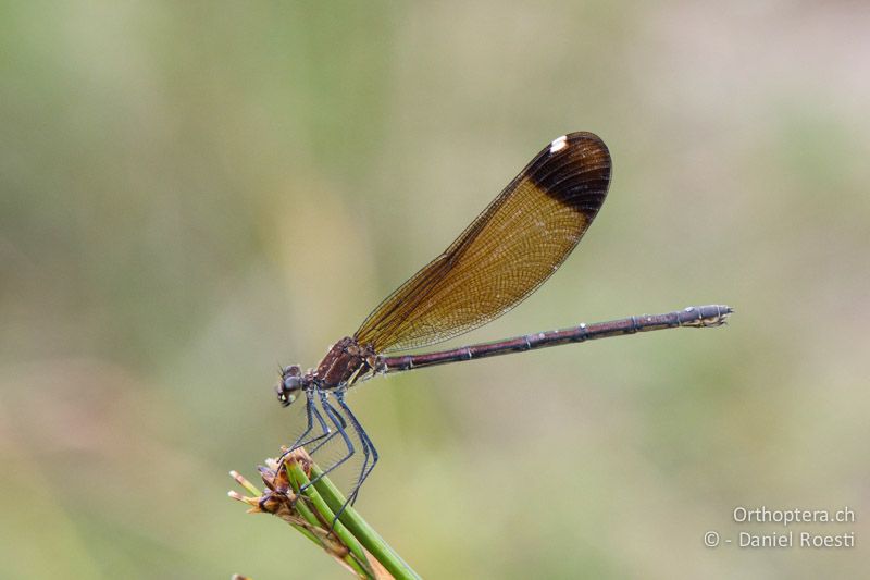 Bronzene Prachtlibelle (Calopteryx haemorrhoidalis) ♀ - FR, Crau, 07.07.2014