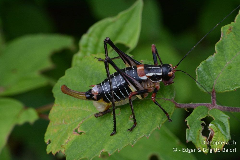 Barbitistes ocskayi ♀ mit Ballast an der Spermatophore - HR, Istrien, Bokordići, 19.06.2016