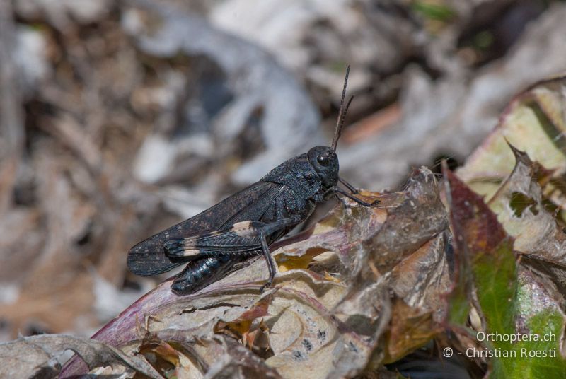 Psophus stridulus ♂ - FR, Pyrénées-Orientales, Corsavy, 03.10.2010