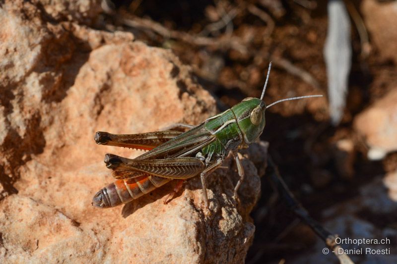 Stenobothrus fischeri ♀ - HR, Insel Cres, 23.07.2015