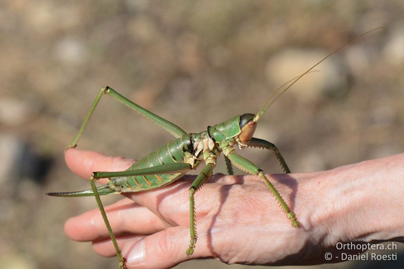 Die Grösste, Saga natoliae ♀ - GR, Zentralmakedonien, Efkarpia, 05.07.2017