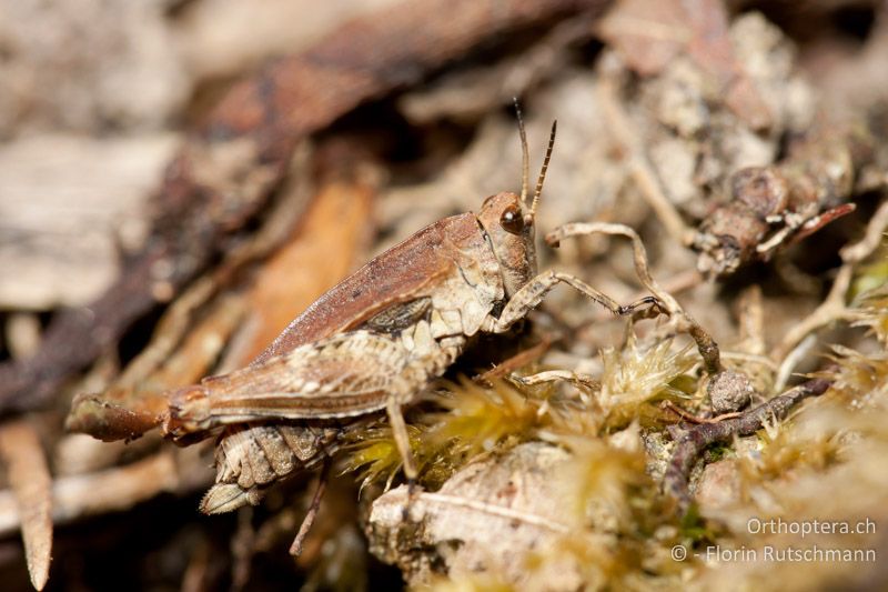 Tetrix undulata ♀ - CH, TG, Lengwiler Weiher, 02.04.2011