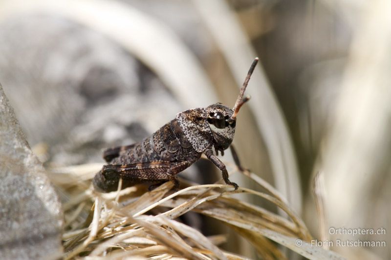 1. Larvenstadium von Psophus stridulus - AT, Vorarlberg, Grosses Walsertal, 23.05.2011