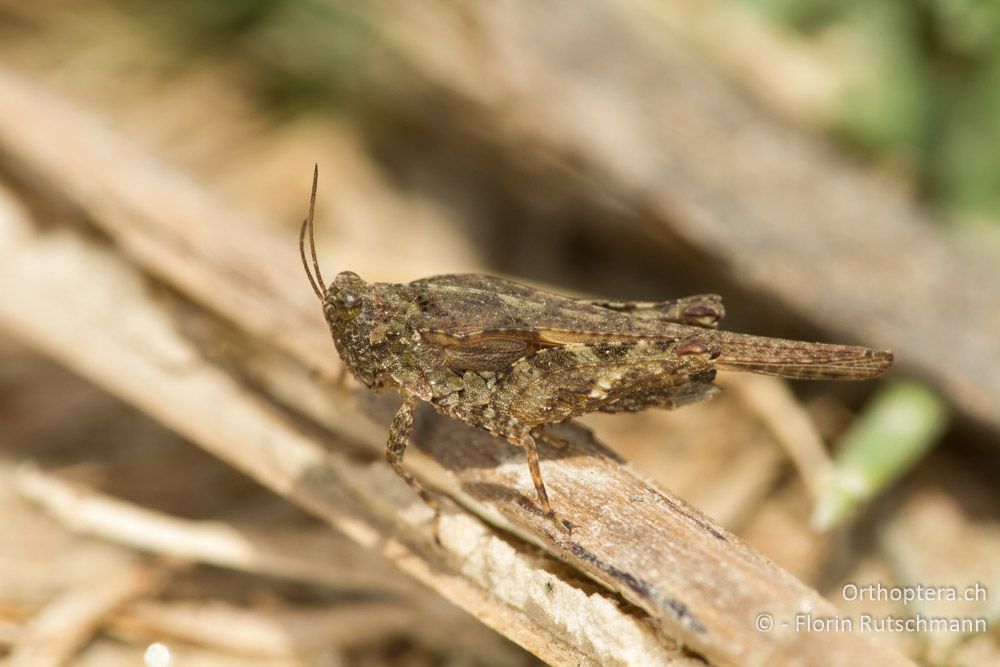 Bolivars Dornschrecke (Tetrix bolivari) - Volvi-See, 10.07.2012