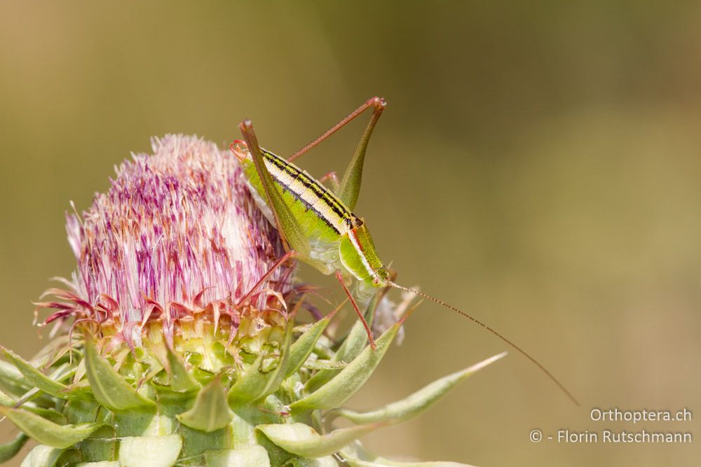 Poecilimon elegans - HR, Istrien, Herboki, 17.06.2014