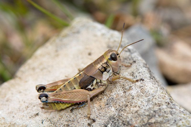 Gebirgsschrecke Podisma amedegnatoae ♀ - FR, Chalet Reynard, 04.07.2014