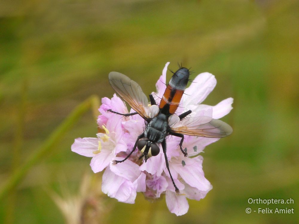 Cylindromia sp. - GR, Westmakedonien, Mt. Varnous, 11.07.2013