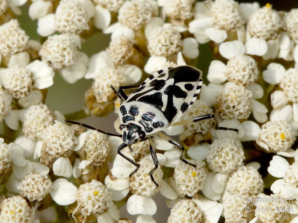 Kohlwanze Eurydema sp. - GR, Westmakedonien, Mt. Varnous, 11.07.2013