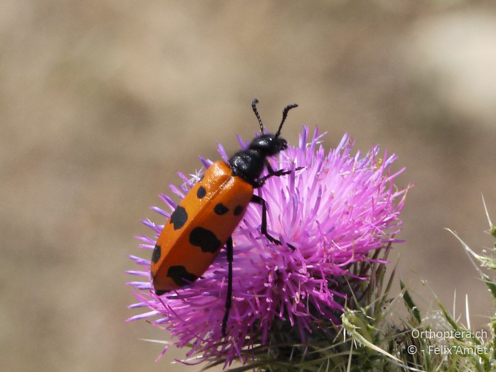 Mylabris calida maculata - GR, Thessalien, Meteora, 13.07.2013