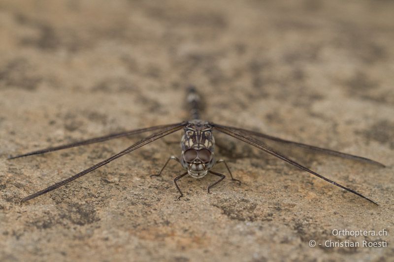 Bradinopyga cornuta, Don-Dwala ♂ - SA, Mpumalanga, Matibidi, Seitenbach vom Blyde River, 10.01.2015