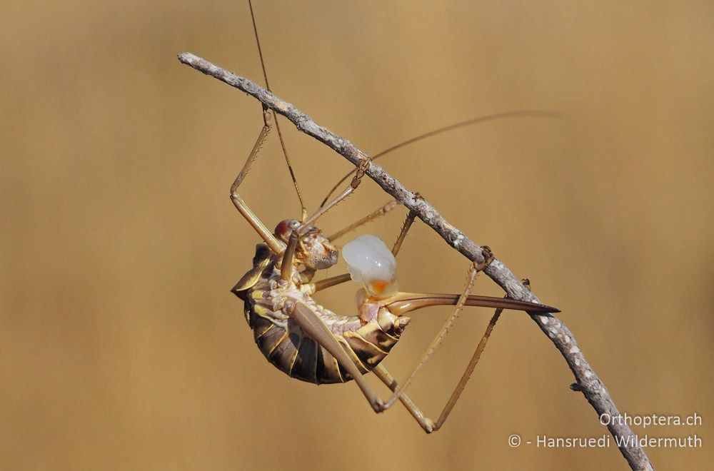 Ephippiger discoidalis ♀ frisst Spermatophore - HR, Istrien, Premantura, 22.07.2015