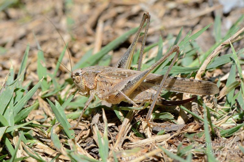 Platycleis sabulosa ♀ - FR, bei Manosque, 05.07.2014