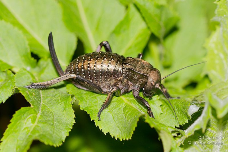 Weibliche Larve von Bradyporus dasypus. Das Aussenskelett (Cuticula) leuchtet in verschiedenen Goldtönen. Srebarna bei Silistra, 13.05.2012