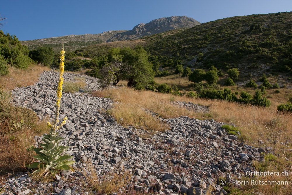 Landschaft im Morgenlicht - Mt. Tomaros, 13.07.2011