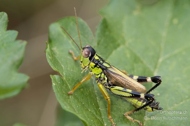 Miramella irena ♂ - HR, Istrien, Ucka Nationalpark, 20.07.2015