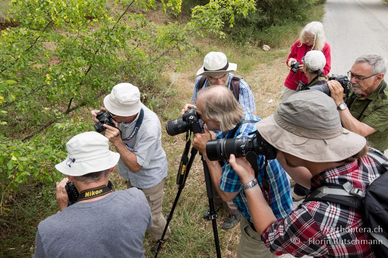 Schlange stehen beim Heuschrecken fotografieren - GR, Zentralmakedonien, Mt. Hortiatis, 04.07.2017