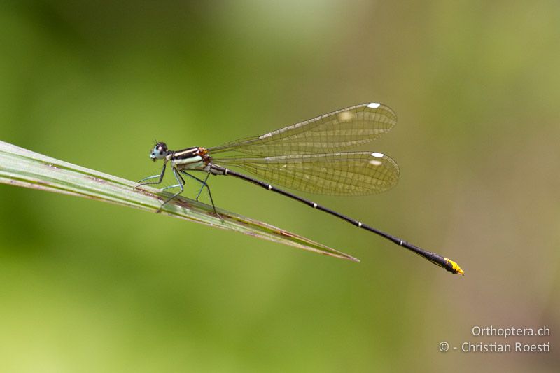 Allocnemis leucosticta, Goldtail ♂ - SA, Limpopo, Tzaneen, Kurisa Moya Lodge, 07.01.2015