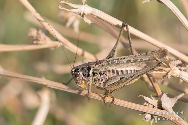 Platycleis romana ♂ - HR, Istrien, Boljunsko Polje, 20.07.2015