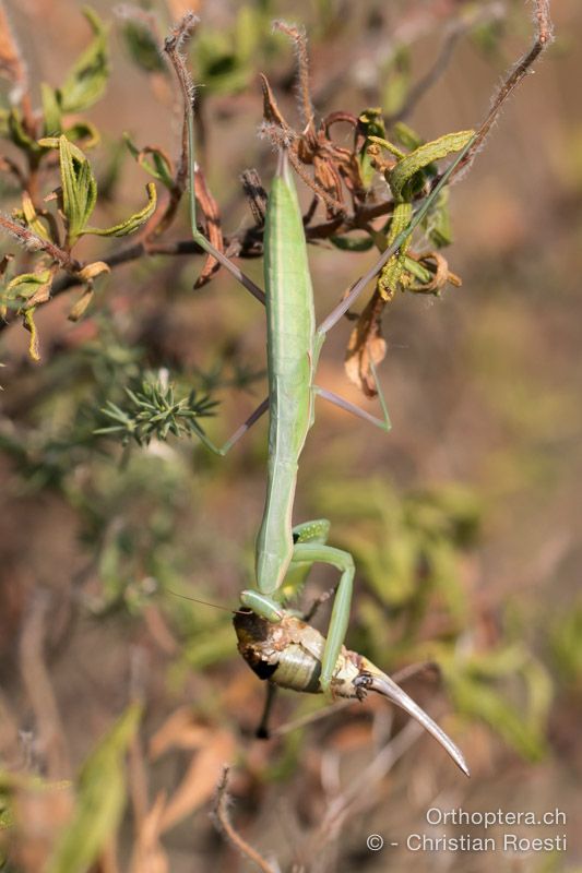 Larve von Mantis religiosa ♀ frisst Euphilidoptera schmidti ♀ - HR, Istrien, Premantura, 22.07.2015