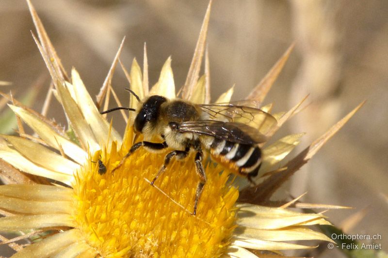 Megachile albisecta - HR, Istrien, Premantura, 22.07.2015