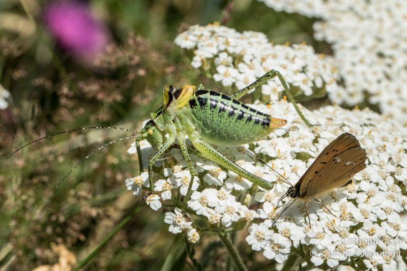 Grosse Buntschrecke (Poecilimon ornatus) ♀ - GR, Zentralmakedonien, Mt. Vrondous, Skistation, 09.07.2017