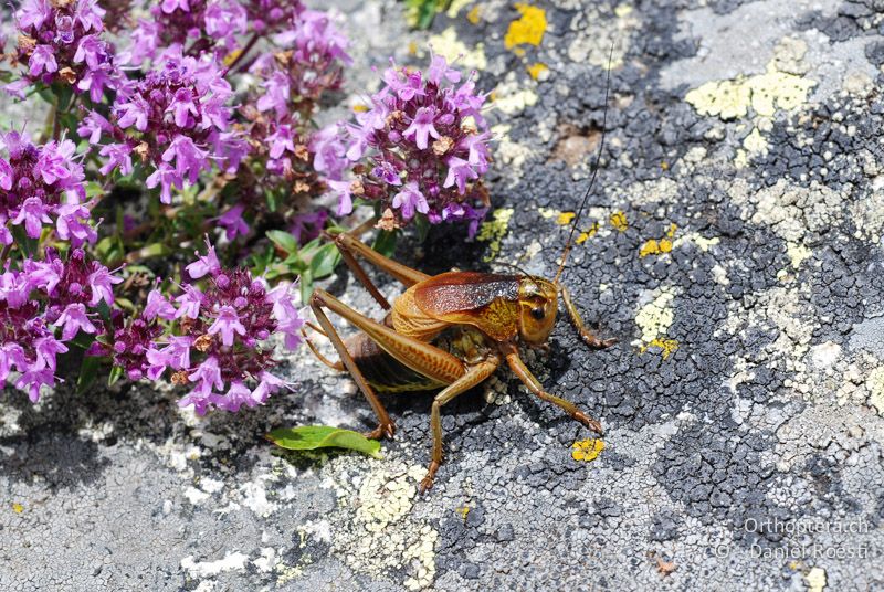 Bergschrecke (Psorodonotus fieberi) ♂ - GR, Westmakedonien, Mt. Varnous, 11.07.2013