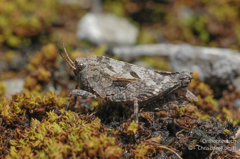 Tetrix bipunctata ♀ - CH, VS, Derborence, 17.07.2007