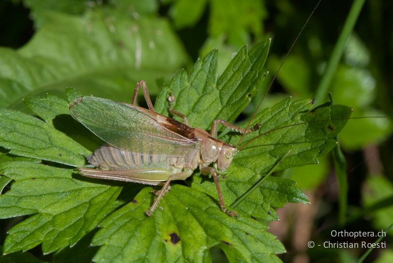 Tettigonia cantans ♂, singend - CH, BE, Wasen, 11.09.2010