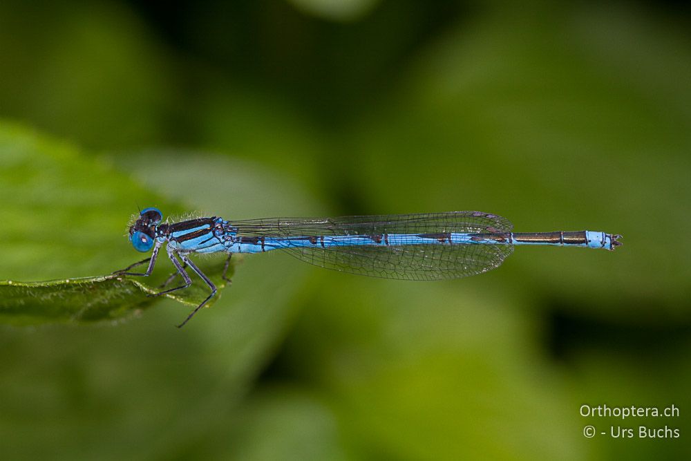 Erythromma lindenii ♂ - GR, Zentralmakedonien, Alistrati, 07.07.2013