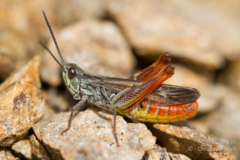 Chorthippus eisentrauti ♂ - CH, TI, Mt. Lema, 12.10.2011